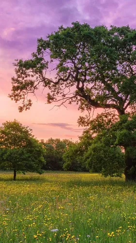 Природа Картинки Обои на телефон дерево с фиолетовыми цветами в поле травы