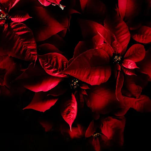 Темно Красные Обои на телефон крупный план красного цветка