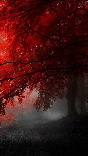 Темно Красные Обои на телефон дерево с красными листьями