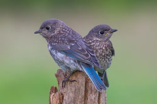 Восточные Обои на телефон две птицы на деревянном столбе