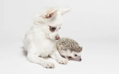 Ежик Обои на телефон белая собака и серый щенок