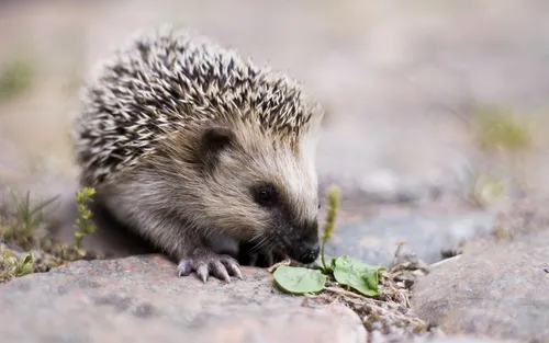 Ежик Обои на телефон маленькое животное ест листья