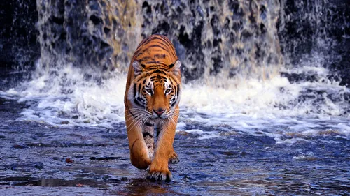 Жидкие Заставка Обои на телефон тигр бежит в воде