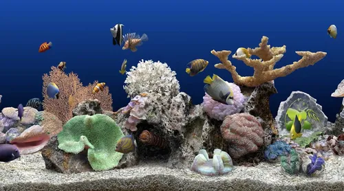 Жидкие Заставка Обои на телефон коралловый риф с рыбой и рыбой