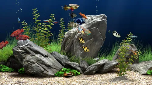 Интерактивные Обои на телефон группа рыб, плавающих вокруг скалы