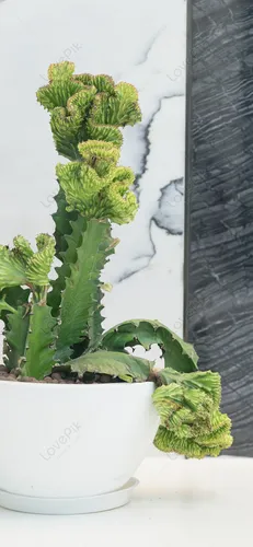 Кактус Обои на телефон растение в горшке с зелеными листьями