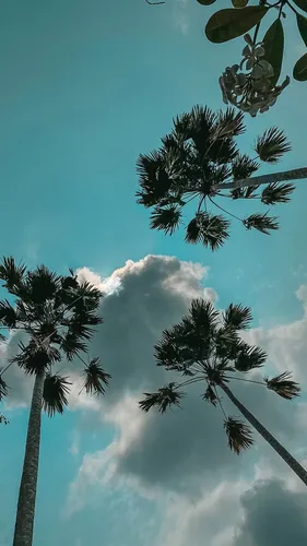 Красивые Природа Обои на телефон группа пальм