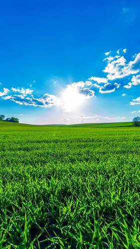 Красивые Природа Обои на телефон поле зеленой травы