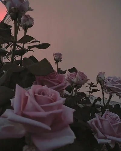 Крутые Айфон Обои на телефон группа розовых цветов