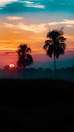 Крутые Природа Обои на телефон закат с пальмами