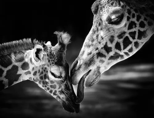 Крутые Черно Белые Обои на телефон жираф лижет другого жирафа
