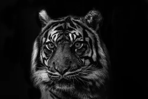 Крутые Черно Белые Обои на телефон черно-белая фотография тигра