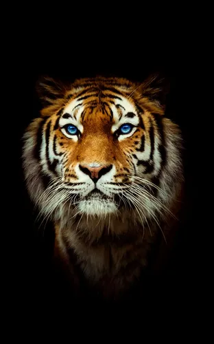 Крутые Черно Белые Обои на телефон тигр с голубыми глазами