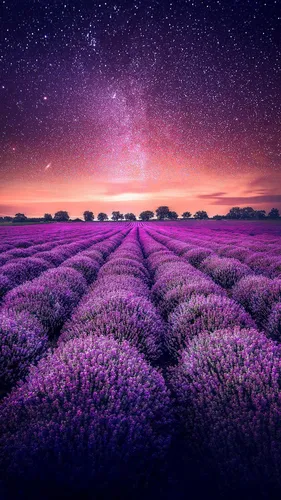 Лавандовое Поле Обои на телефон поле фиолетовых цветов