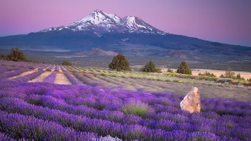 Лавандовое Поле Обои на телефон поле фиолетовых цветов с горой на заднем плане