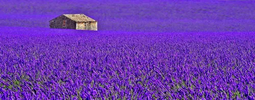 Лавандовое Поле Обои на телефон домик в поле фиолетовых цветов