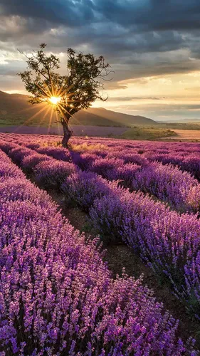 Лавандовое Поле Обои на телефон поле фиолетовых цветов с деревом на заднем плане