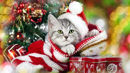 Новогодние Картинки Обои на телефон кошка в шляпе санты