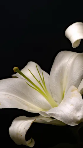 Лилии Обои на телефон крупный план белого цветка
