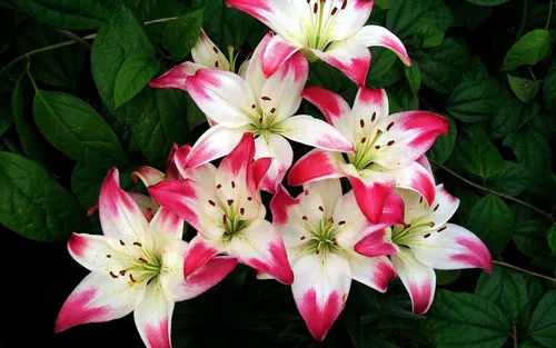 Лилии Обои на телефон группа белых и розовых цветов