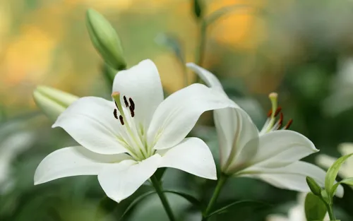 Лилии Обои на телефон белый цветок с зеленым стеблем
