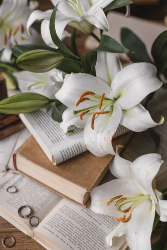 Лилии Обои на телефон группа белых цветов