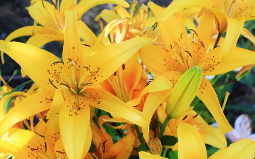 Лилии Обои на телефон крупный план желтых цветов