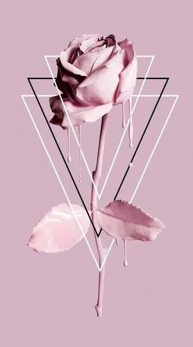 Модный Обои на телефон розовая роза со стеблем
