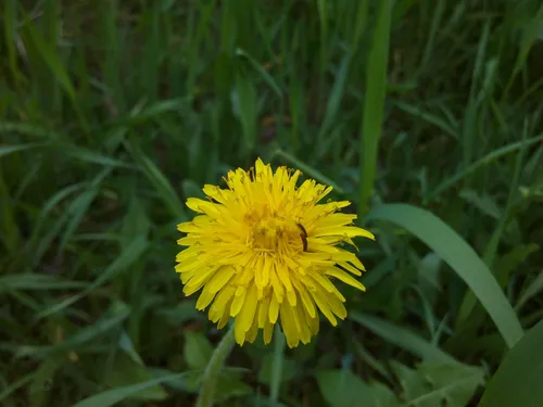 Prestigio Обои на телефон желтый цветок в траве