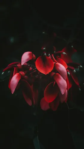 Цветы Обои на телефон крупный план красного цветка