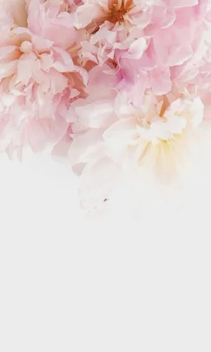 Белого Цвета Обои на телефон группа розовых цветов