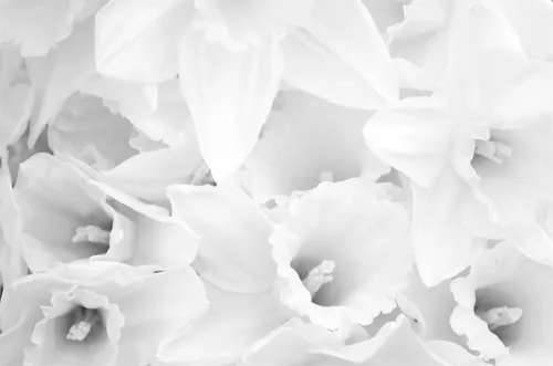 Белого Цвета Обои на телефон белые цветы крупным планом