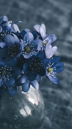 Весна Бесплатно Обои на телефон группа синих цветов