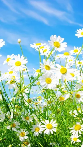 Весна Бесплатно Обои на телефон поле белых цветов