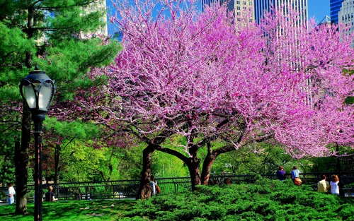 Весна Бесплатно Обои на телефон дерево с фиолетовыми цветами