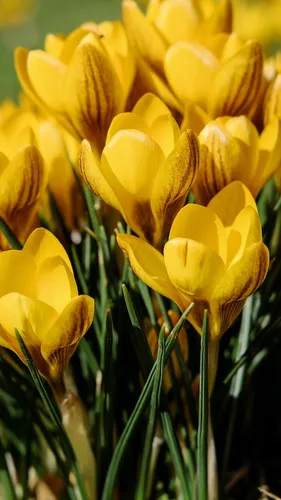 Весна Бесплатно Обои на телефон группа желтых цветов