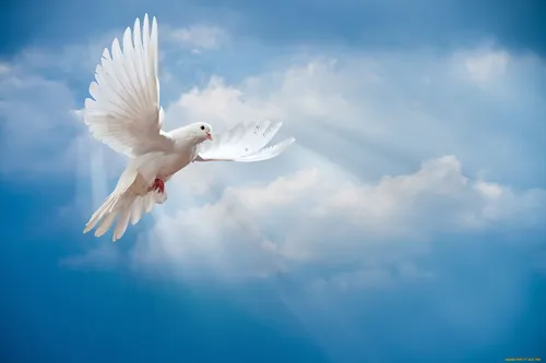 Голуби Обои на телефон чайка, летящая в небе