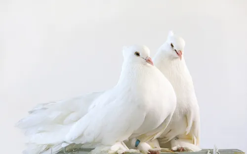 Голуби Обои на телефон группа белых птиц