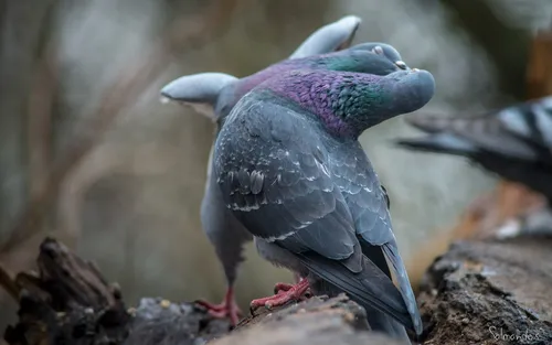 Голуби Обои на телефон птица с разноцветной головой