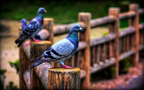 Голуби Обои на телефон группа птиц на заборе