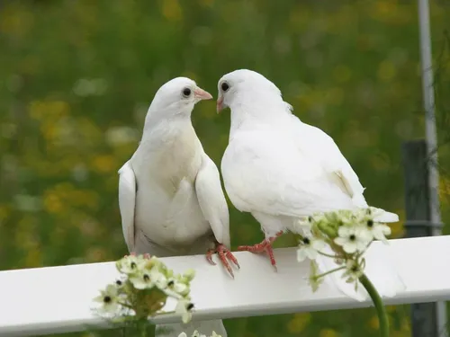 Голуби Обои на телефон две белые птицы на белом заборе