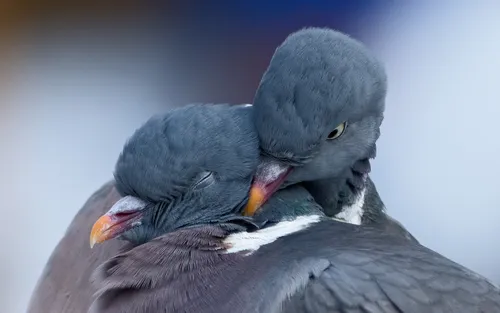 Голуби Обои на телефон пара птиц
