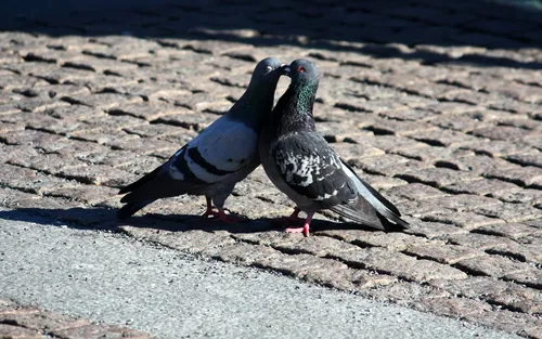 Голуби Обои на телефон две птицы на бетонной поверхности