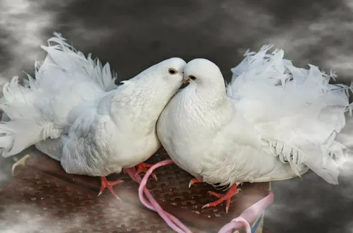 Голуби Обои на телефон пара белых птиц