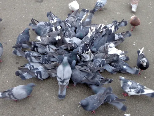 Голуби Обои на телефон группа голубей на земле
