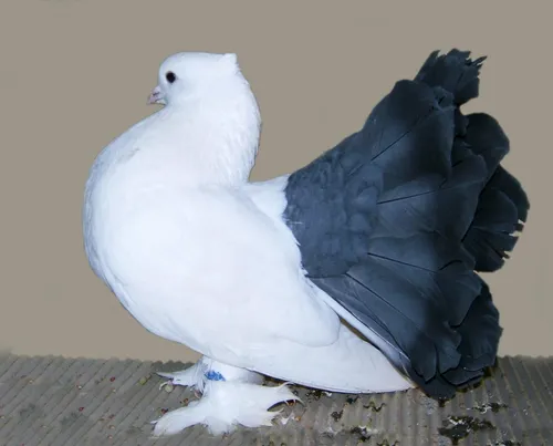 Голуби Обои на телефон белая птица с черным пером