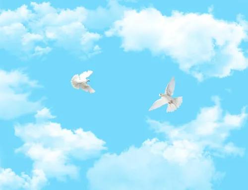 Голуби Обои на телефон пара птиц, летающих в небе