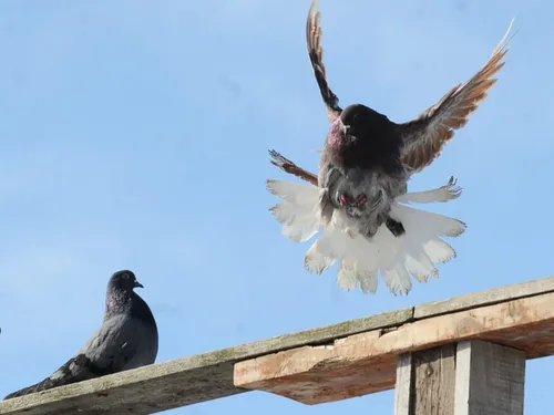 Голуби Обои на телефон птица, пролетающая над птицей