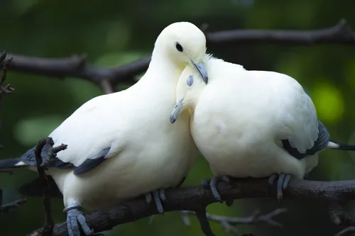 Голуби Обои на телефон две птицы на ветке дерева