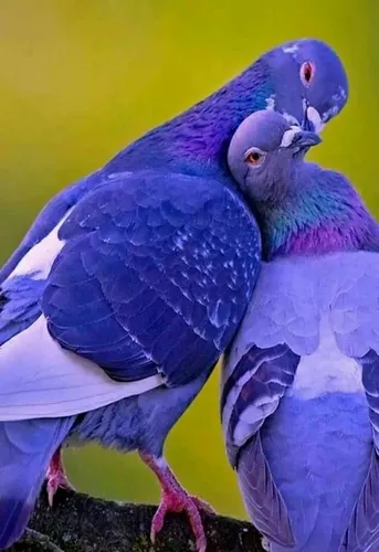 Голуби Обои на телефон пара синих птиц